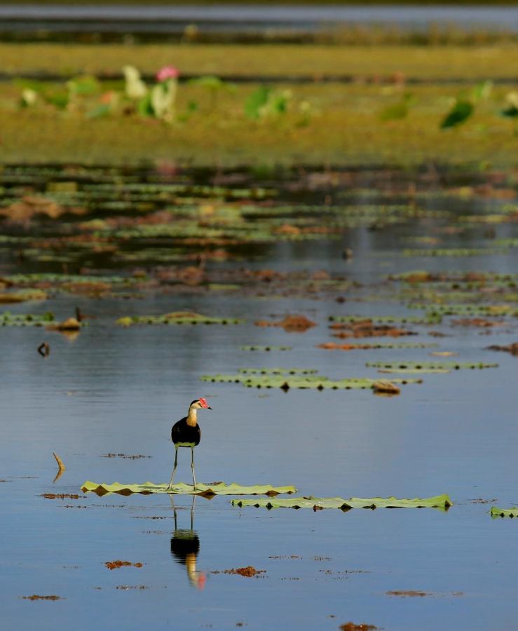 Wild Nature Lodge, Mareeba Wetlands Biboohra Ngoại thất bức ảnh