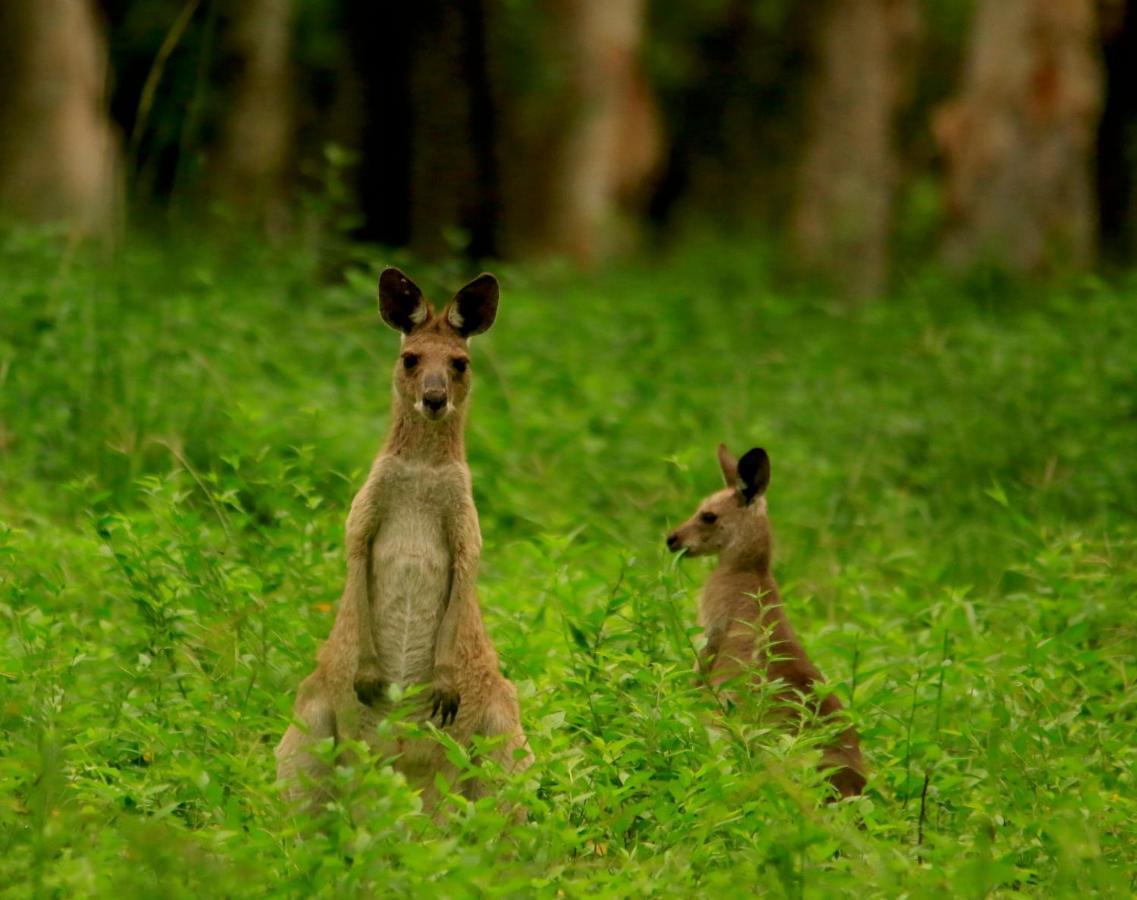 Wild Nature Lodge, Mareeba Wetlands Biboohra Ngoại thất bức ảnh