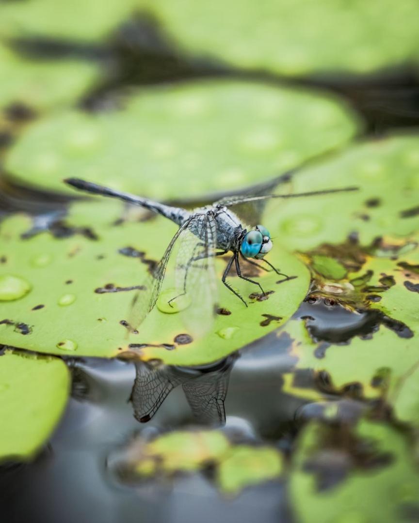 Wild Nature Lodge, Mareeba Wetlands Biboohra Ngoại thất bức ảnh
